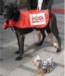 Dogvertising для buzz-маркетинга